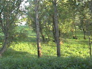Gorczakow 1